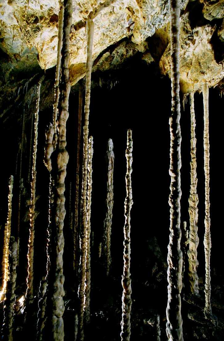 Kateřinská jeskyně - Bambusový lesík