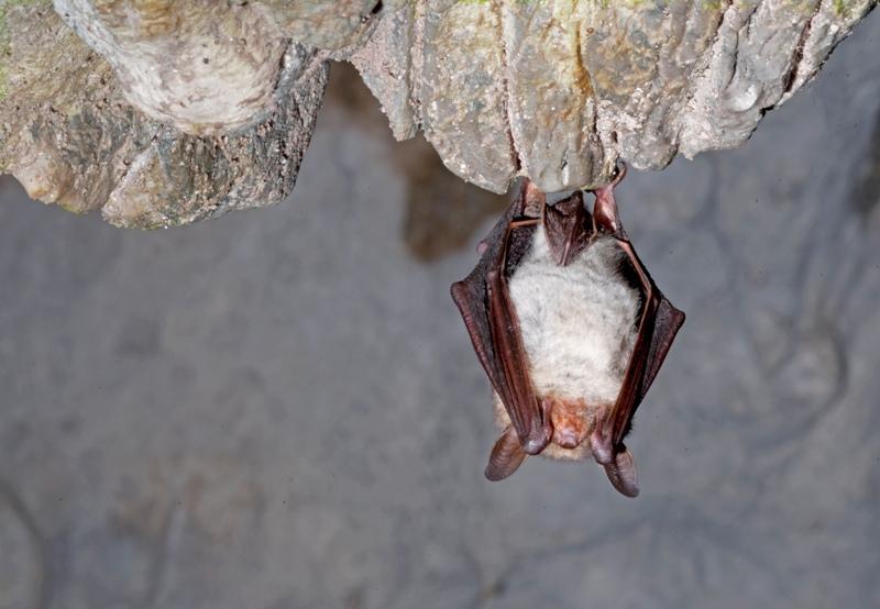 Kateřinská jeskyně - zimující netopýr