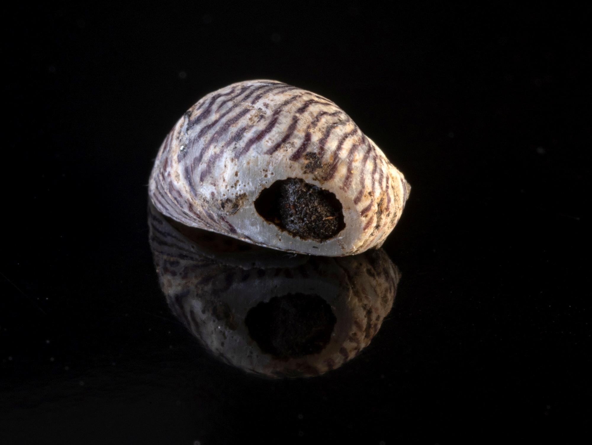 Kateřinská jeskyně odkryla další tajemství: ozdoby z ulit plžů