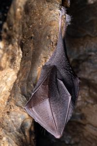 Sčítání netopýrů v jeskyních Kateřinské a Punkevních, únor 2025