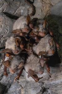 Sčítání netopýrů v jeskyních Kateřinské a Punkevních, únor 2025