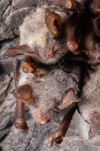 Sčítání netopýrů v jeskyních Kateřinské a Punkevních, únor 2025