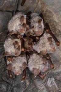 Sčítání netopýrů v jeskyních Kateřinské a Punkevních, únor 2025