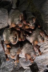 Sčítání netopýrů v jeskyních Kateřinské a Punkevních, únor 2025