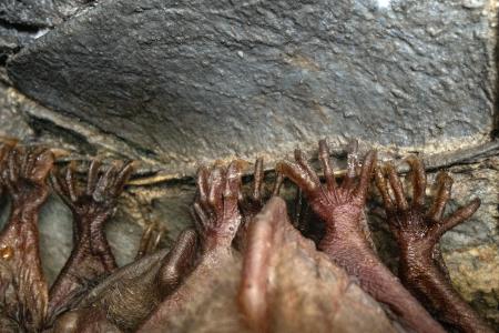 Sčítání netopýrů v jeskyních Kateřinské a Punkevních, únor 2025