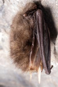 Sčítání netopýrů v jeskyních Kateřinské a Punkevních, únor 2025