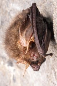 Sčítání netopýrů v jeskyních Kateřinské a Punkevních, únor 2025