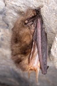 Sčítání netopýrů v jeskyních Kateřinské a Punkevních, únor 2025