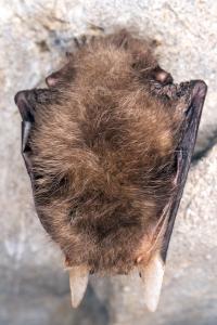 Sčítání netopýrů v jeskyních Kateřinské a Punkevních, únor 2025