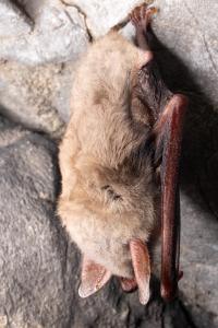 Sčítání netopýrů v jeskyních Kateřinské a Punkevních, únor 2025