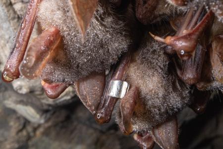 Sčítání netopýrů v jeskyních Kateřinské a Punkevních, únor 2025