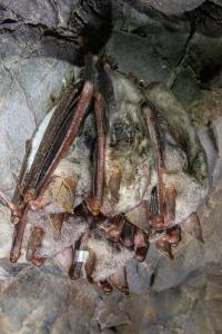 Sčítání netopýrů v jeskyních Kateřinské a Punkevních, únor 2025